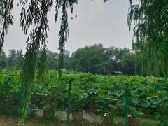 -莲花池公园