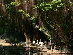 -九龙公园
