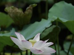 -荔湾湖公园