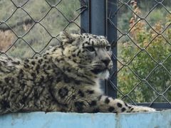 -青藏高原野生动物园