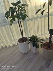 -HEYAN荷妍专业脱毛连锁机构