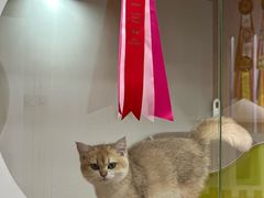 -青奢宠物·青奢猫舍