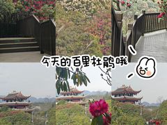 -贵州百里杜鹃风景名胜区