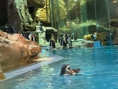 -帝企鹅自助餐厅•儿童岛•真企鹅(长隆企鹅酒店)