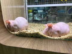-藦茜花园宠物主题亲子互动体验馆(国顺东路店)