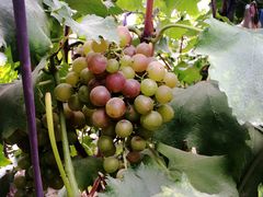 -乡乐园蟹庄·阳澄湖农家乐