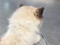 -伟伟宠物医院·CT影像中心·瑞派犬猫综合性门诊(汉口总院)