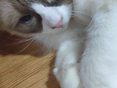 -李小姐の猫咖啡馆(五角场店)