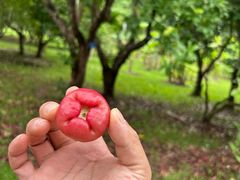 -中国科学院西双版纳热带植物园