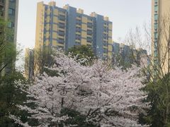 -羊山湖公园