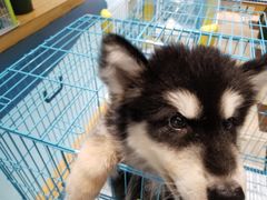 -龟与熊猫宠物公园(南坪店)
