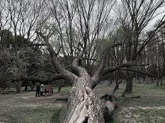 -上海共青森林公园