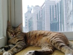 -Heymao猫咖.咖啡厅(东门店)