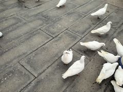 -天津妈祖文化园