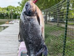 -新怡路亚垂钓园