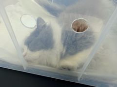 -瑞派天使宠物医院·神经外科·骨科·核磁CT(洛川中路店)
