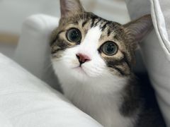 -爱洗澡的猫(天河路店)