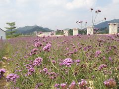 -光明小镇欢乐田园