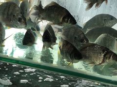 -辉记虾塘海鲜农庄