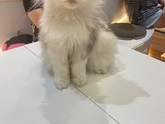 -COLOR PETS 撸猫馆·购猫·猫咖(长风大悦城店)