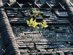 -上海佘山国家森林公园天马山园