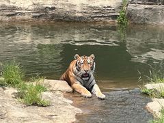 -常州淹城野生动物世界
