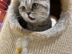 -藏猫猫咖啡主题馆(中央大道店)