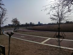 -鹦鹉洲湿地公园