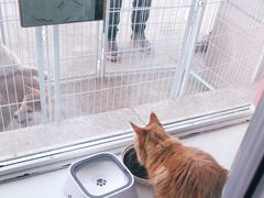 -欧奕国际动物医院