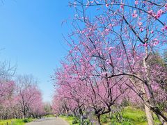 -上海海湾国家森林公园