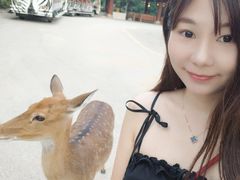 -清迈夜间动物园