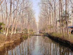 -合肥滨湖国家森林公园