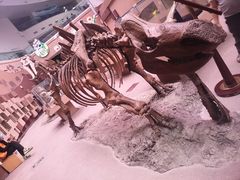 -陕西自然博物馆