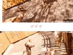 -北京鹿世界主题园