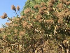 -大湾区中央湿地公园