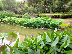 iphone_upload_pic-陈家山荷花公园
