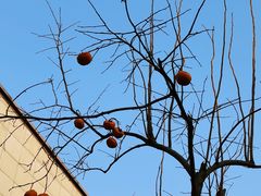 -天津东丽湖风景区