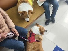 -申普宠物医院·心脏介入·心血管微创(总院)