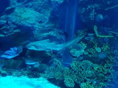 -迪拜水族馆及水下动物园