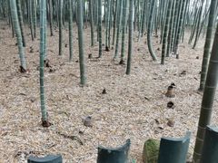 -树山生态村