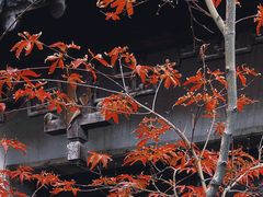 -何园