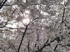 -武汉大学-樱园