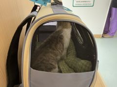 -瑞派·关忠动物医院·猫专科·犬专科(三环新城店)