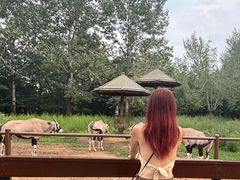 -大连森林动物园