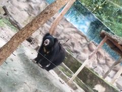 -清迈夜间动物园