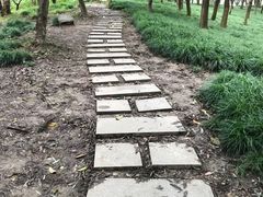 -昆山城市生态森林公园