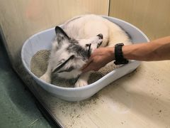 -藦茜花园宠物主题亲子互动体验馆(国顺东路店)