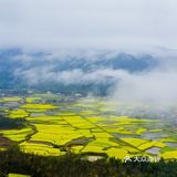 春意在田间地头慢慢铺开，万亩油菜花成片绽放
