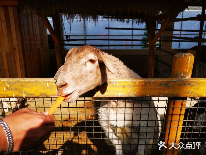 南宫五洲植物乐园图片