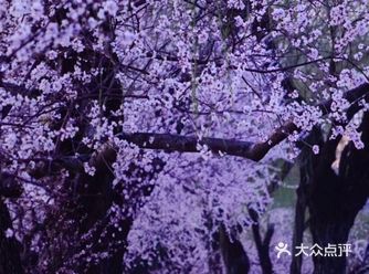 3月踏春|颐和园|夜幕下的山桃